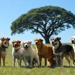 Significado espiritual de sonhar com cachorros